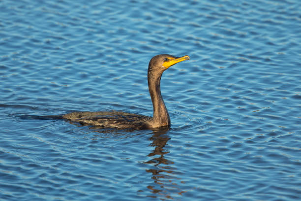 istock Double-crested cormorant,  seen in North California marsh just after a dive 865509332