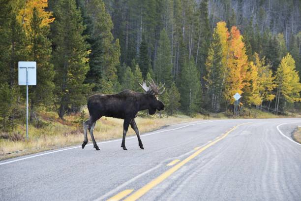 Moose on the Road Bull moose crossing the highway in Colorado. bull pine stock pictures, royalty-free photos & images