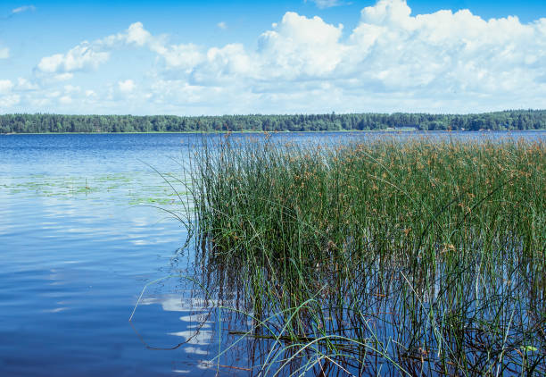 istock Forest lake with a cane on a summer day 865512660
