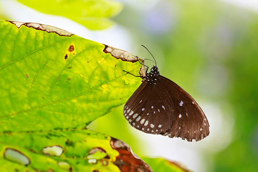 Common Indian Crow (Euploea core) exotic butterfly resting on a green leaf in jungle vegetation