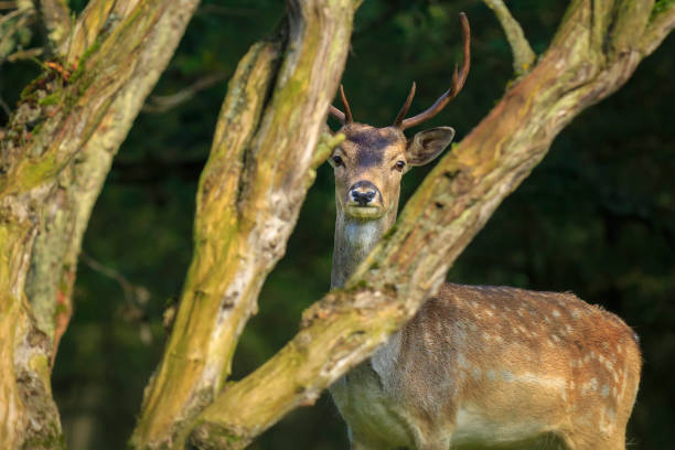 istock Close up of a Fallow deer, Dama Dama, in a green forest 865512984