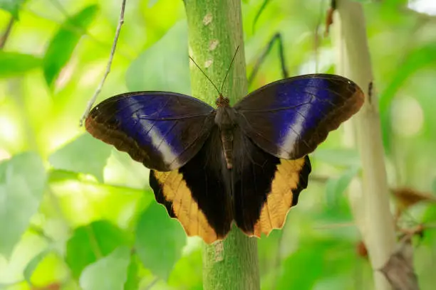Photo of Caligo atreus, yellow-edged giant owl, butterfly resting with open wings