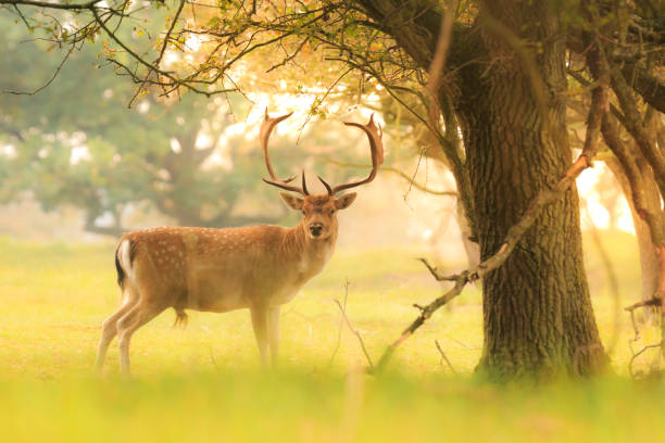istock Male fallow deer, Dama Dama, foraging during sunsrise. 865513008