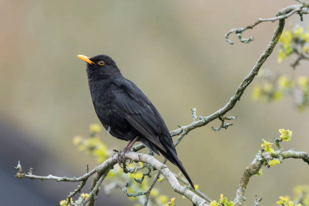 istock Male Eurasian Blackbird (turdus merula) singing in a tree 865513038
