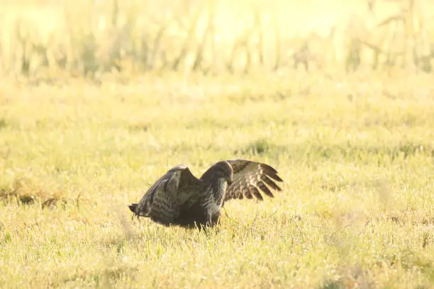 Photo of Buzzard Buteo buteo catch a prey during a foggy sunset