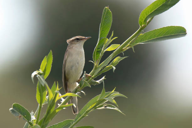 istock Sedge Warbler bird, Acrocephalus schoenobaenus, singing 865513058