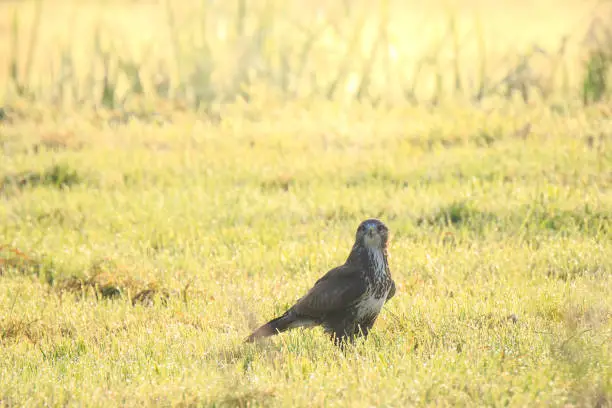 Photo of Buzzard Buteo buteo catch a prey during a foggy sunset