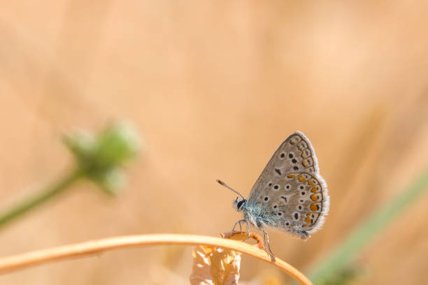Common Blue butterfly, Polyommatus icarus Close up of a  Common Blue butterfly, Polyommatus icarus, resting on vegetation in sunlight during daytime in Summer season red routine land insects stock pictures, royalty-free photos & images