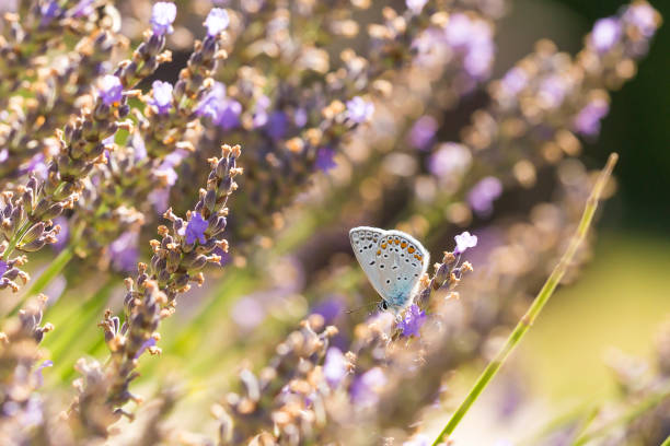 Common blue butterfly feeding nectar on purple lavender Male common blue butterfly (Polyommatus icarus) flying flower to flower while pollination and feeding nectar on purple lavender. red routine land insects stock pictures, royalty-free photos & images