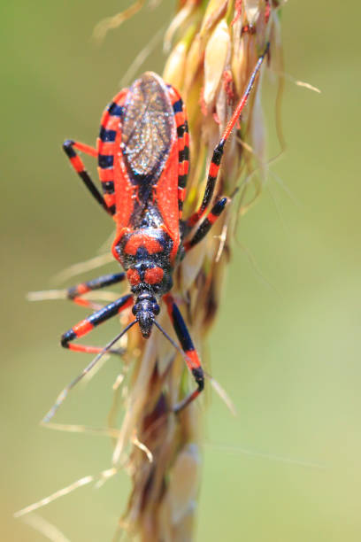 istock Assassin bug Rhinocoris iracundus close up 865513200