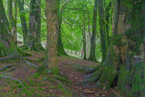 istock Deep dark ancient forest in Wilkow Mountains National Park. ireland. 865515710