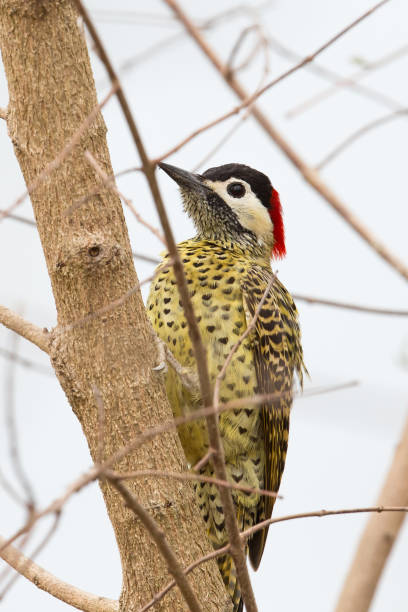 istock Green-barred woodpecker sat in a tree 865515834