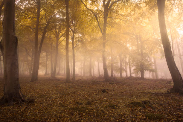 istock Foggy autumn woodland 865515924
