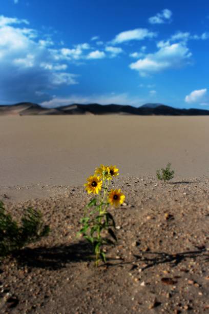 istock Sunflower in the Sound 865516146
