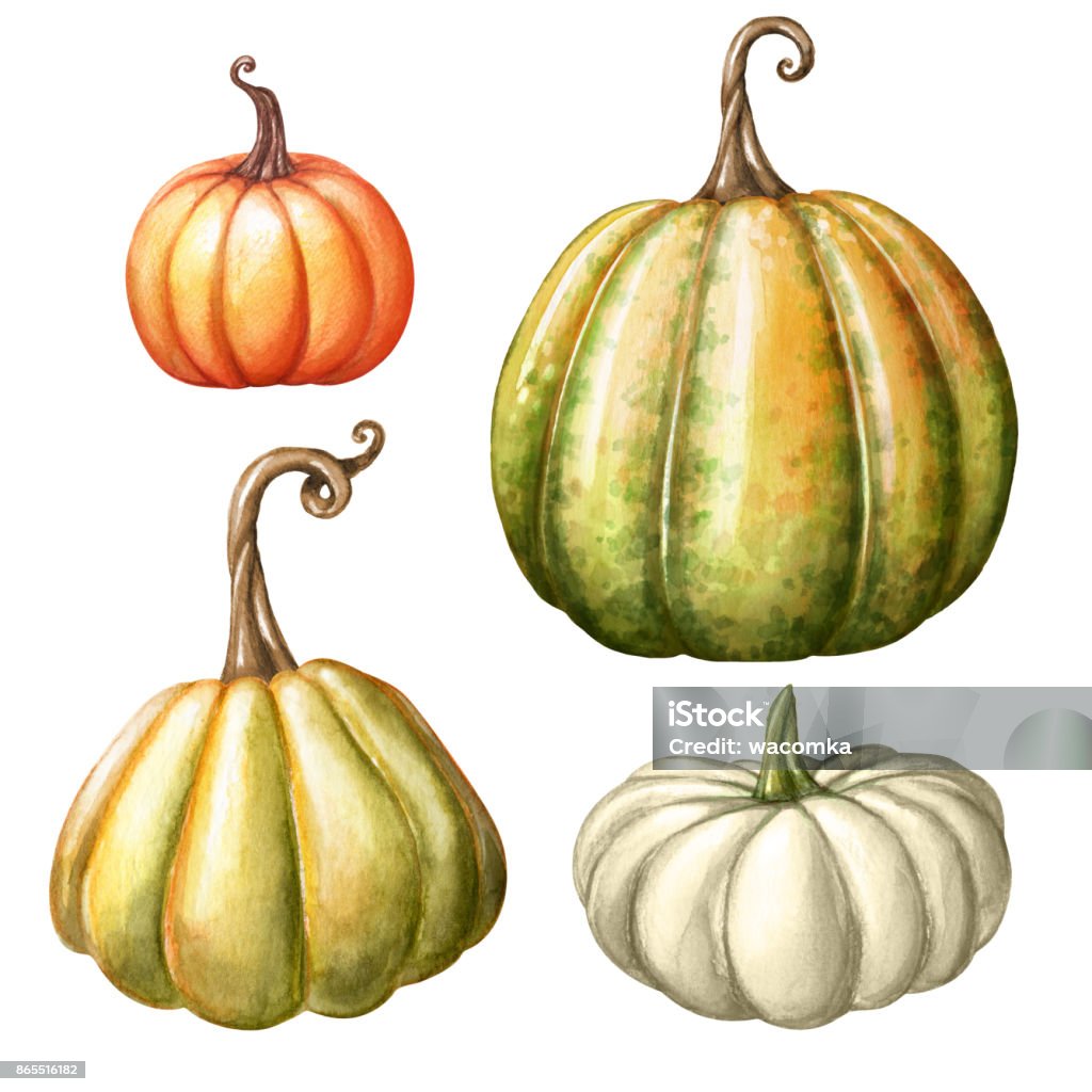 watercolor pumpkins, autumn harvest illustration set, Thanksgiving design elements, fall, holiday clip art isolated on white background Pumpkin stock illustration