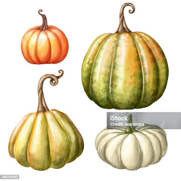 Watercolor Pumpkins Autumn Harvest Illustration Set Thanksgiving Design Elements Fall Holiday Clip Art Isolated On White Background Stock Illustration - Download Image Now