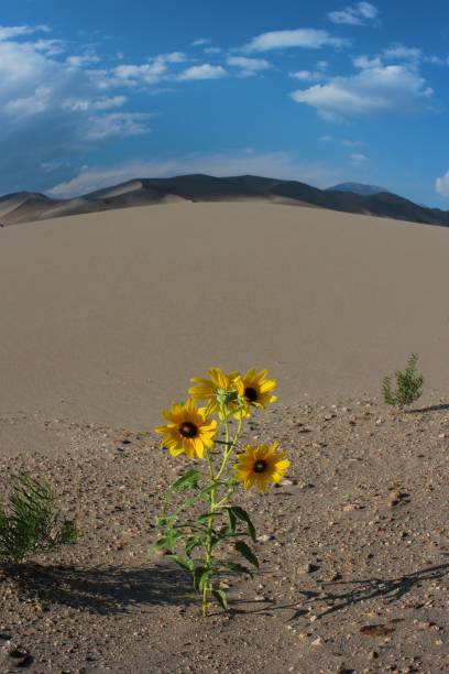 istock Sunflower in the Sound 865516196