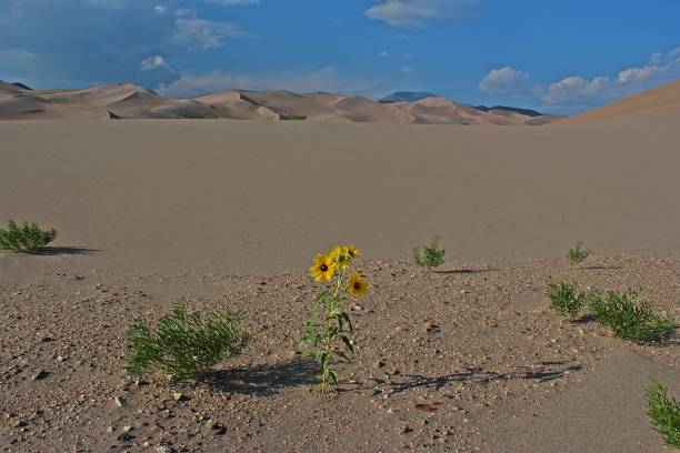 istock Sunflower in the Sound 865516204