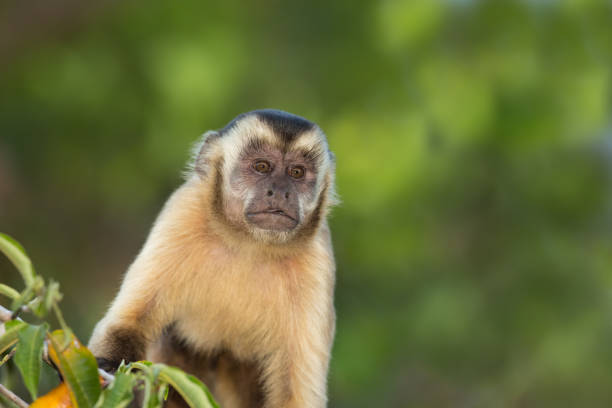 ブラック ストライプ オマキザル猿をクローズ アップ - brown capuchin monkey ストックフォトと画像