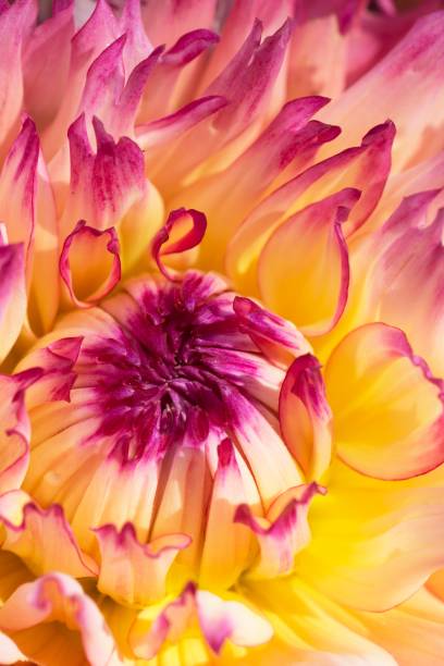 istock Yellow and pink dahlia 865520336