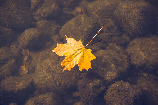 Autumn leaf on the water in the old pond