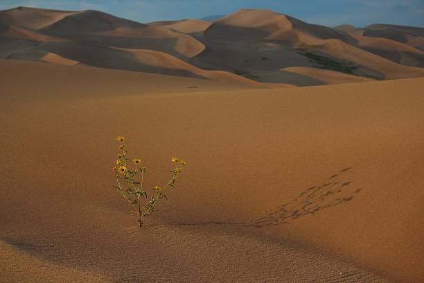 istock Sunflower in the Sound 865520796
