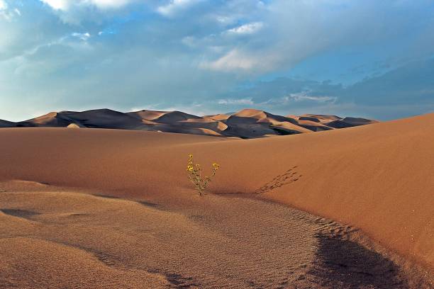 Wild Sunflower eke life out of the dry sands of Great San Dunes National Park