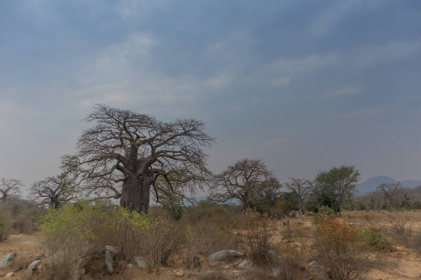 istock Famous tree of africa. Baobab. Angola. 865520892
