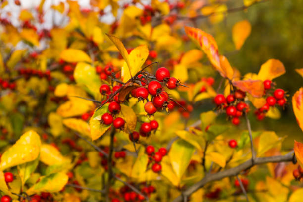 istock Hawthorn berries on a branch with autumn leaves 865521014