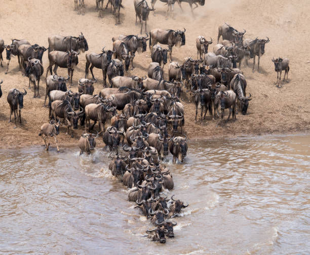 istock Leader of the Pack - Wildebeest Migration 865521212