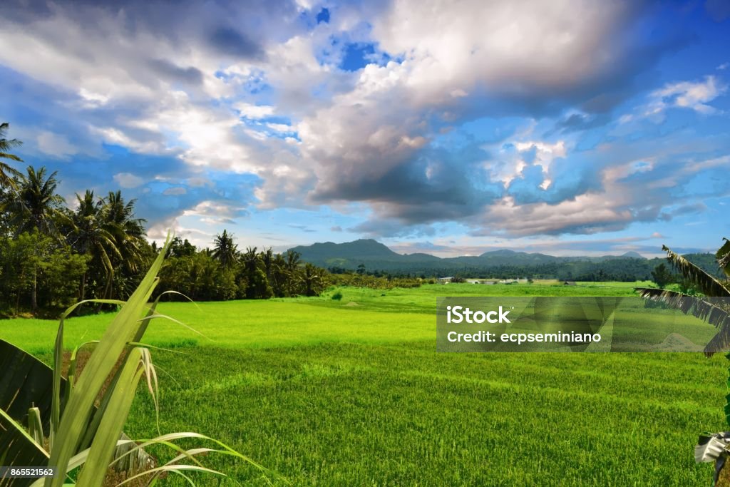 Mid-day at Pamplona Camarines Sur Philippines A rice paddy from Pasacao Camarines Sur Philippines Cloud - Sky Stock Photo