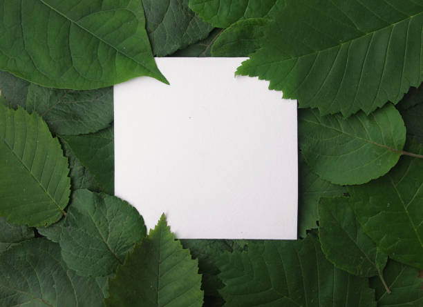 istock Background of green leaves with a paper 865524648
