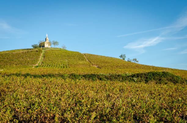 "The Madonna" hill "La Madone" hill of Fleurie village at fall season beaujolais region stock pictures, royalty-free photos & images