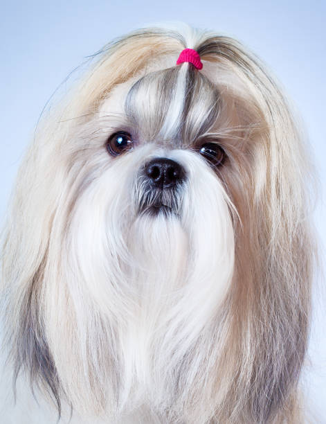 istock Shih tzu dog portrait 865527956