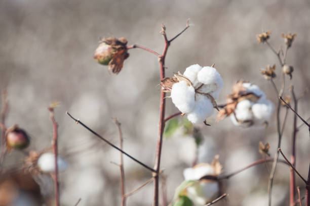 istock Full Frame Photo Of Cotton Field 865528020