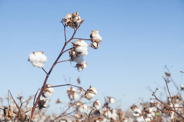 cotton plant auf klaren blauen himmel - cotton plant dry branch stock-fotos und bilder