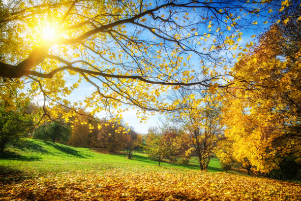 istock Sunny autumn in countryside 865530248