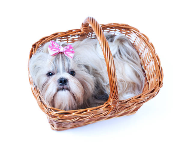 istock Cute shih tzu dog 865530254