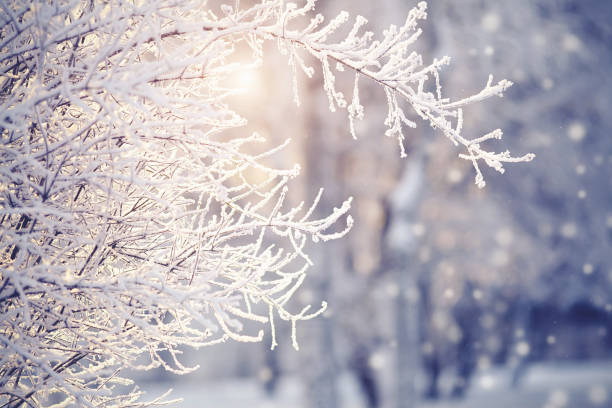 istock Branches in hoarfrost and snow in the winter 865530626