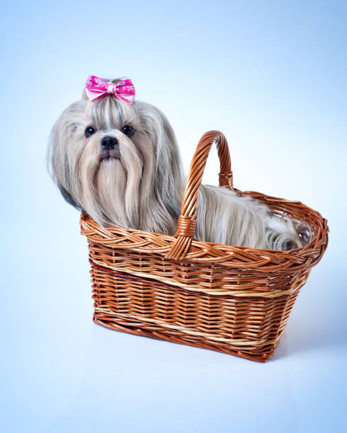 istock Cute shih tzu dog 865531094