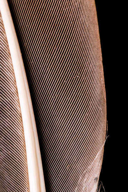 istock Macro photography of a feather. Black background 865531158