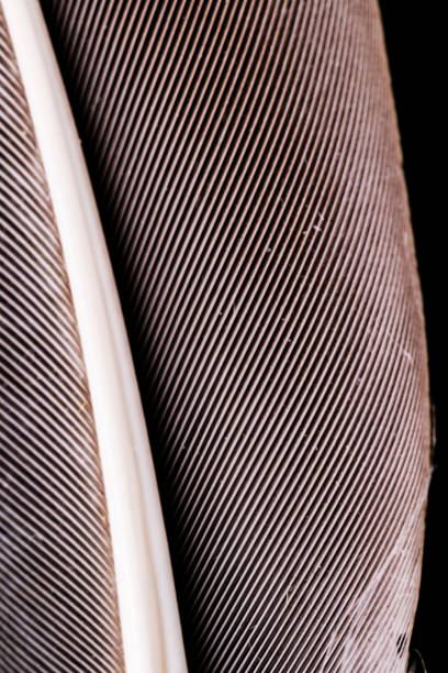 istock Macro photography of a feather. Black background 865531164