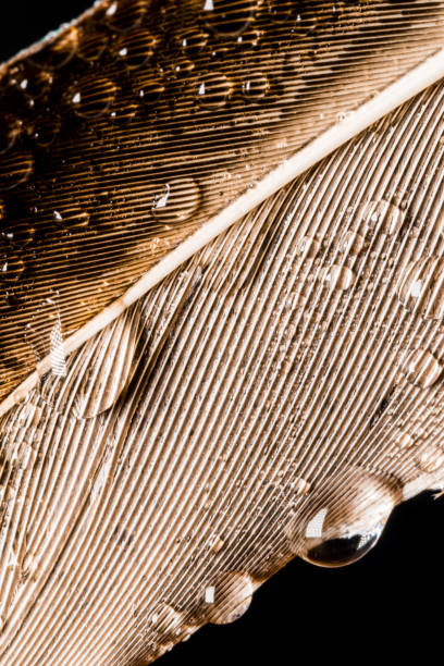 istock Macro photography of a feather with small water drops 865531194