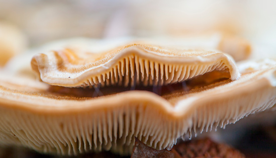 Trametes versicolor fungis on trunk from lateral view in macro shot.