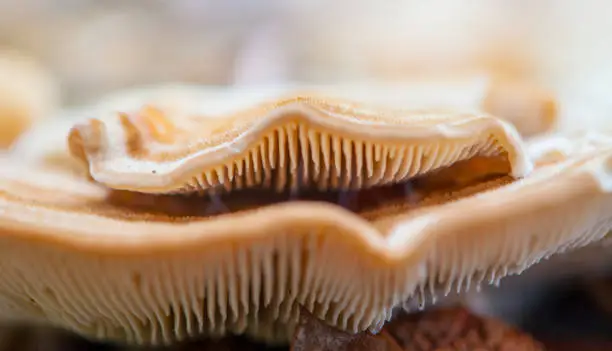 Photo of Trametes versicolor mushroom - Catalonian forest near Olot