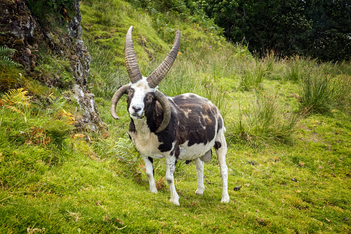 Creepy goat with four horns, Isle of Kerrera, Scotland.
