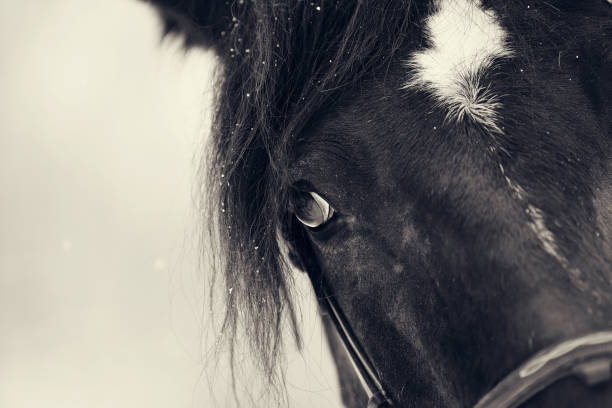 istock Eye of a sporting black horse 865537084
