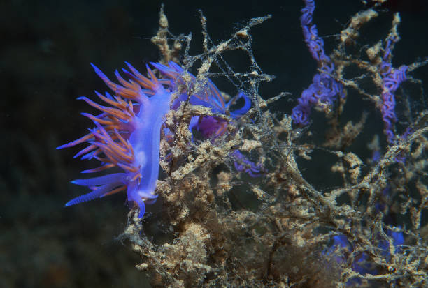 istock purple invertebrate 865537130
