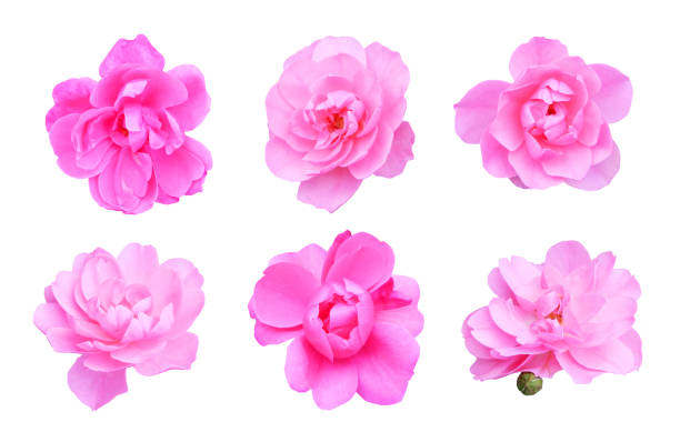 istock Set of pink climbing roses 865537624