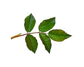 Leaf of rose isolated
